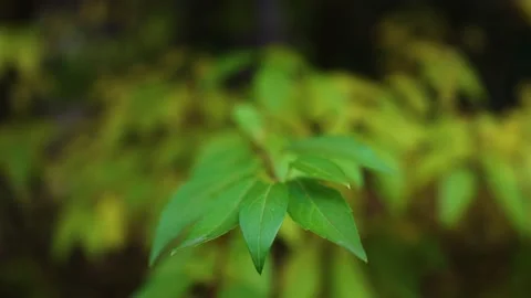 Green leafs slow motion Stock Footage 196420562