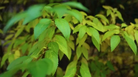 Green leafs slow motion Video stock 196421734