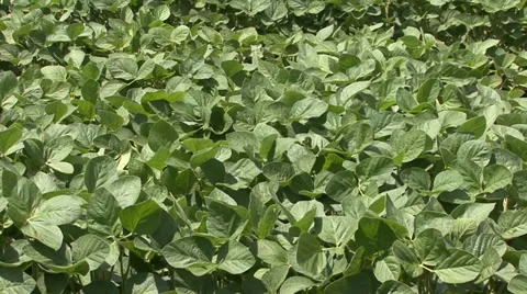 Green leafs of soy plants Stock-Footage 39672648