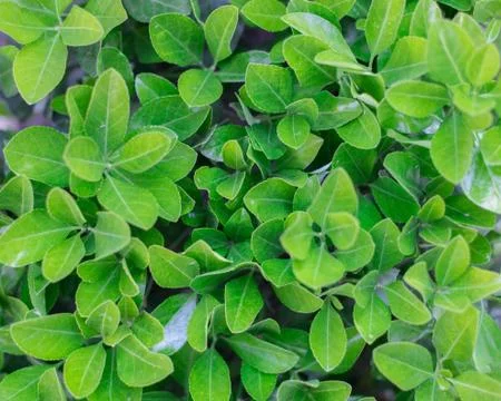 Green leafs texture - Image Stock Photos