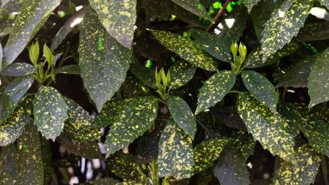 Green leafs texture - Image Stock Photos