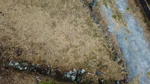 GREEN LEAFS TREE FROM ABOVE Stock Footage 90483077