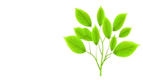 Green leafs tree growing (HQ 1080P, Alpha included) Video stock 4279718