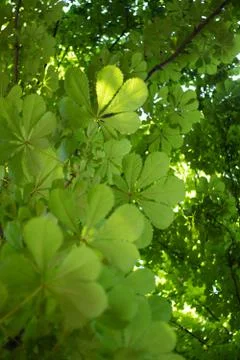 Green leafs of the trees, summer Stock Photos