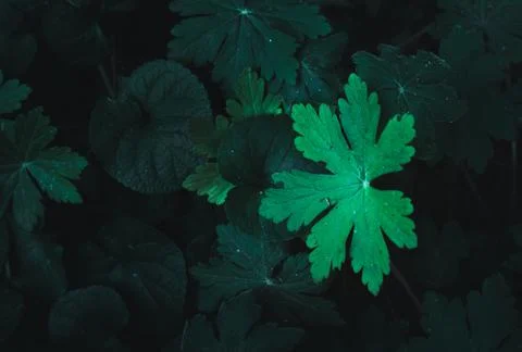 Green leafs under moody light background texture Stock Photos