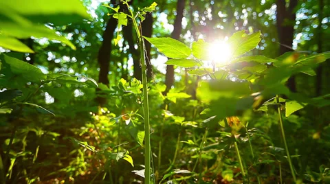 Green leafs waking up and shakes by wind 库存影片 39936092