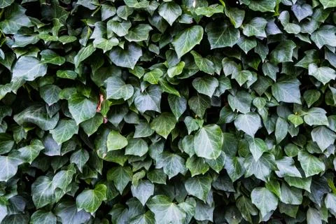 Green leafs wall. Nature texture wallpaper. Stock Photos