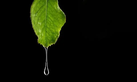 Green leafs with water drop in Black background Stock Photos