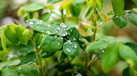 Green leafs with water drops Stock Footage 50714828