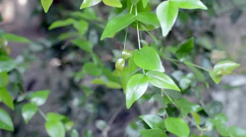 Green leafs waving in the wind Stock Footage 49677284