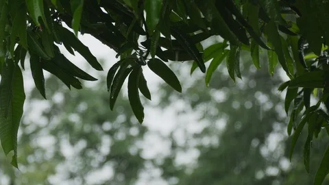 Green leafs wet rain Stock Footage 115541563