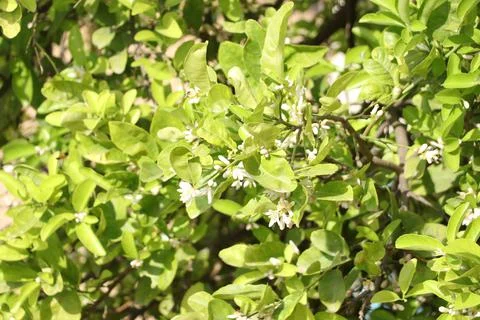 Green leafs with white flower background. Stock Photos
