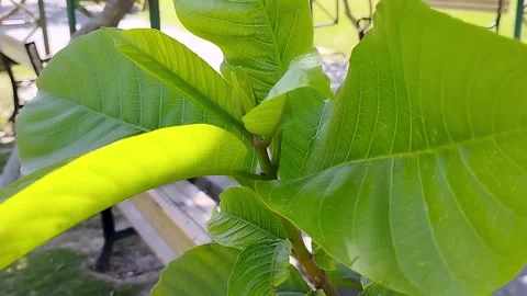 Green Leaf's Wind in the Air Spring Season Natural Beauty Stock Footage 330155830