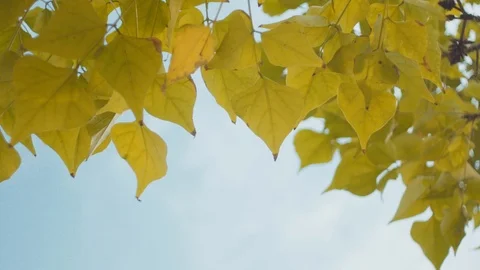 Green leafs on the wind. Blue sky background. / 4K Video Footage Stock-Footage 101842837