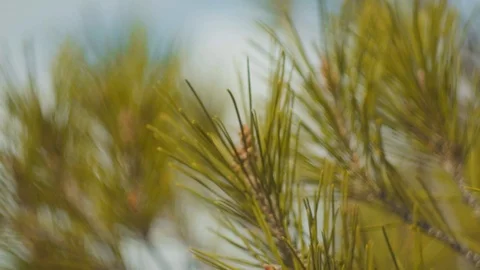 Green leafs on the wind. Blue sky background. / 4K Video Footage Video stock 101843121