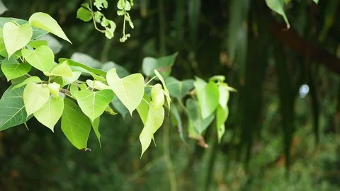 Green leafs windy moving and swing on green background Stock Footage 114368619