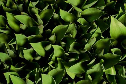 Green leafy background. beautiful background of tulip leaves with deep shadows.  Stock Photos