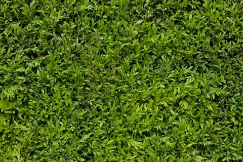Green leafy background Stock Photos