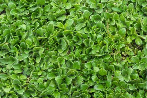 Green leafy background. Фото