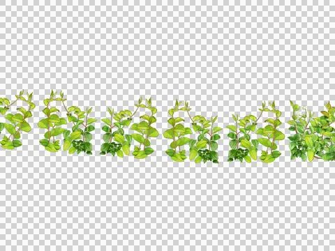 Green leafy border pattern with white spaces isolated on transparent backgrou Stock Photos