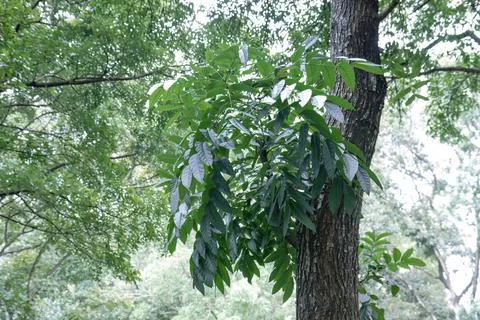 Green leafy branch growing on a tree trunk in forest Stock Photos