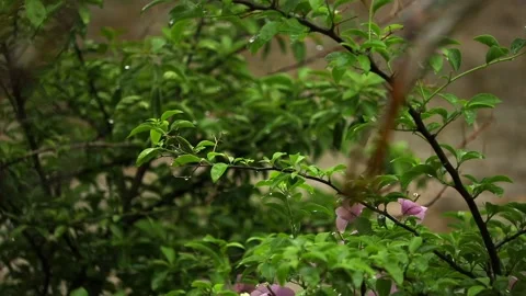 Green leafy branches with raindrops and soft natural background Stock Footage 332610461