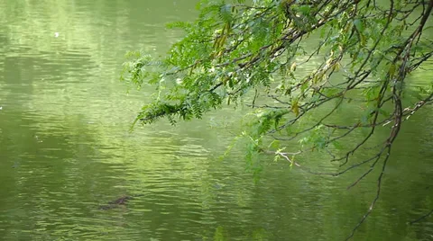 Green leafy branches reflect in green lake water, and a fish Stock Footage 38846475