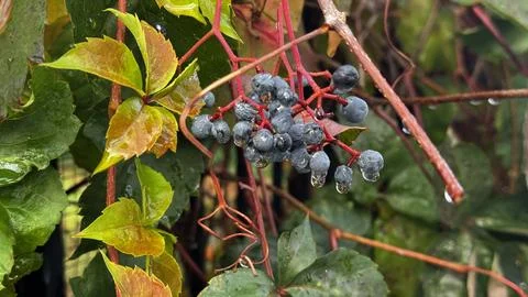 Green leafy bush Foto stock
