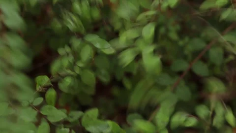 Green leafy bush vibrating intensely in a natural woodland area, creating m.. Video stock 320737085