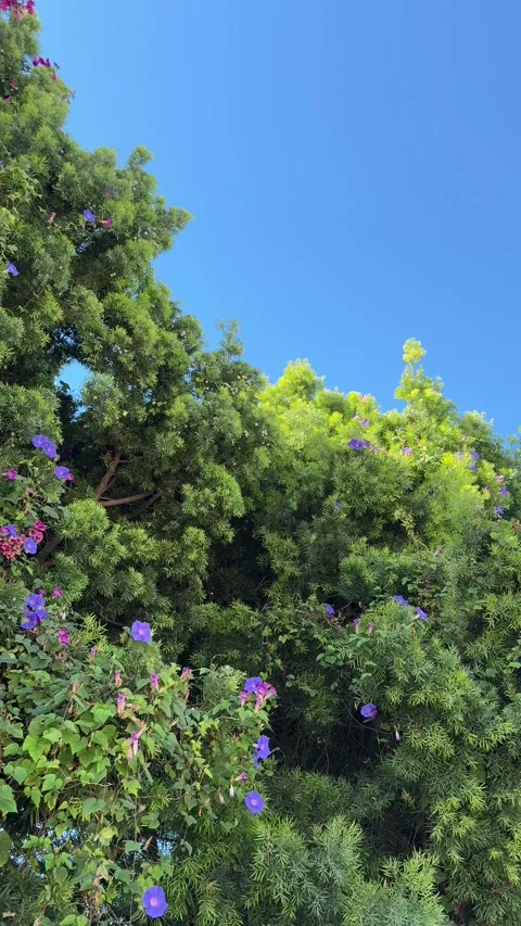 Green leafy bushes and trees under clear summer sky in California Stock Footage 320315841