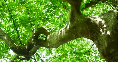Green Leafy Canopy of Deciduous Tree in Summer, Low Angle Shot Stock Footage 340106230