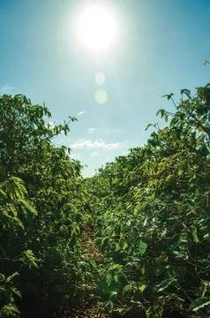 Green leafy coffee trees without beans Stock Photos