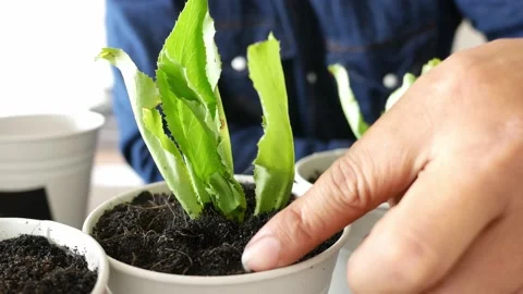 Green leafy coriander planted in a small white pot. Stock Footage 164924827