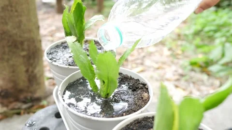 Green leafy coriander planted in a small white pot Vídeo Stock 164924886