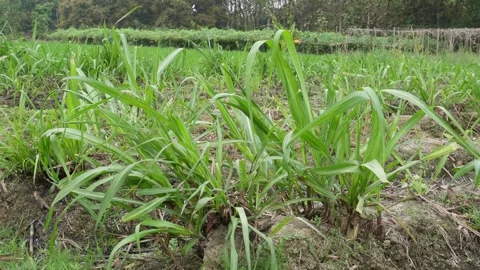 Green Leafy Crop Stock-Footage 333917944