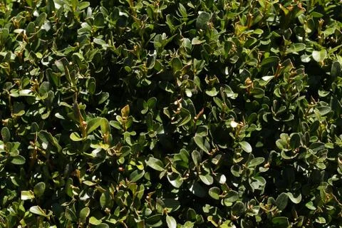 Green leafy enviorment Foto stock
