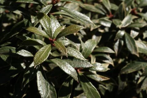 Green leafy enviorment Fotos de archivo