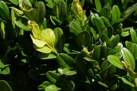 Green leafy enviorment Stock Photos