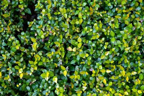 Green leafy hedge texture background Stock Photos
