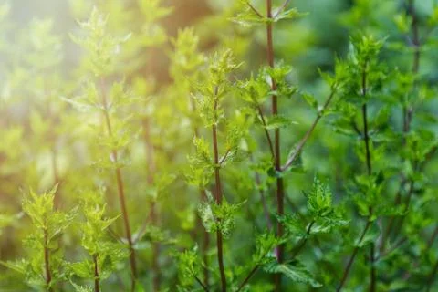 Green leafy mint background. Peppermint - grows in the garden Foto stock