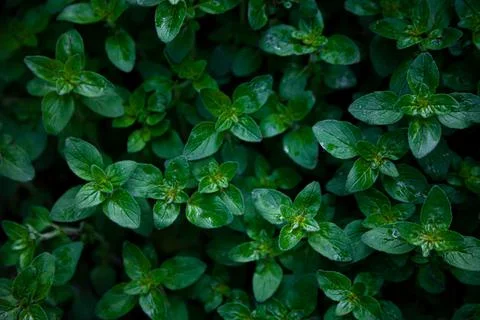Green leafy mint background. Peppermint - grows in the garden on a flower bed Stock Photos