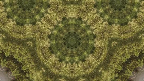 Green leafy patterned background with a green leafy tree in the foreground Stock Footage 321390082