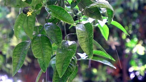 Green Leafy Plant And Spring Rain Video stock 128778100
