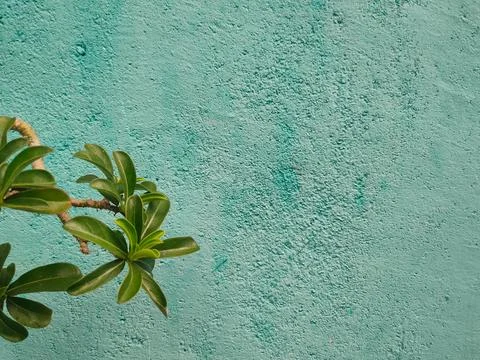 Green leafy plant branches frame the lower-left corner against a textured, .. Stock Photos