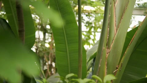 Green leafy plant with a brown stem Stock Footage 302161471