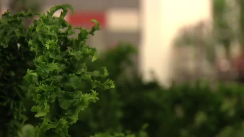 Green  Leafy Plant Video stock 136210958