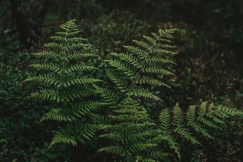 A green leafy plant with a large leaf. The leaf is green and has a brown tip. Stock Photos