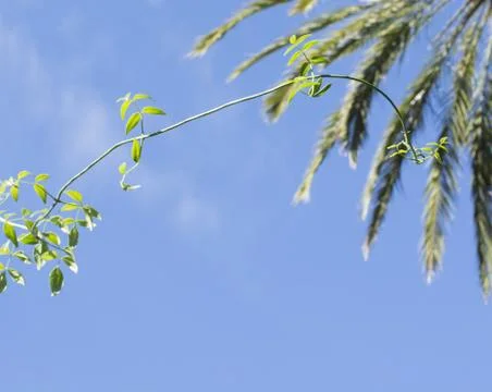 Green leafy plant Stock Photos