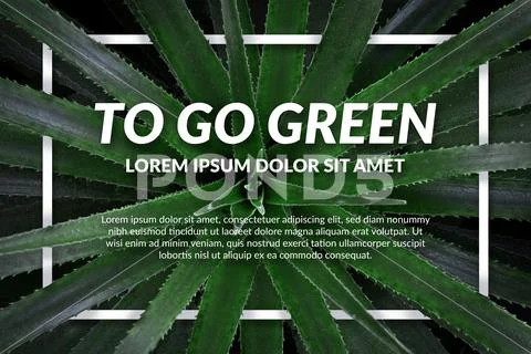 A green leafy plant Template. Natural Elements and Text PSD Template