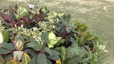Green leafy plants and mixed variety of small trees on display. Stock Footage 126772164
